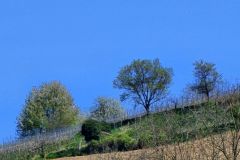 wein5